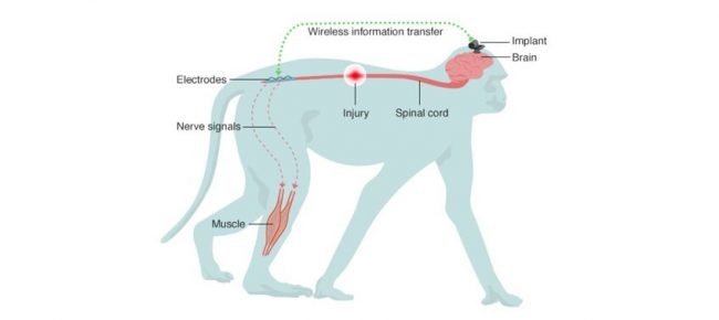 leg_movement_restored_in_paralyzed_monkey_slr_blog