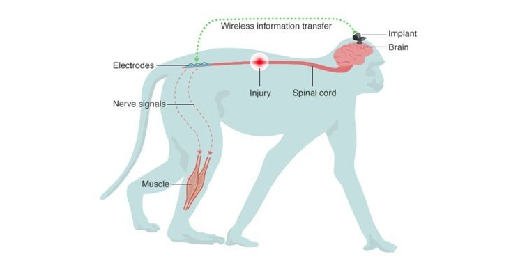 leg_movement_restored_in_paralyzed_monkey_slr_blog
