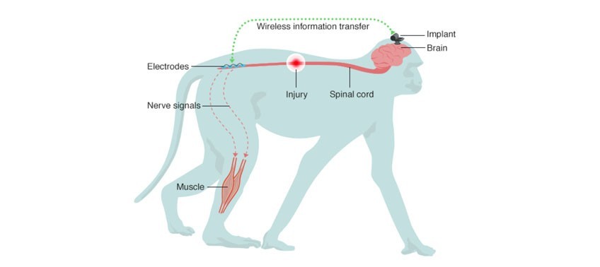 leg_movement_restored_in_paralyzed_monkey_slr_blog